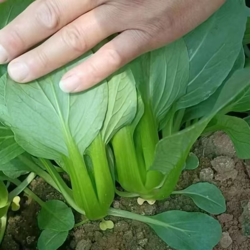 抗青一号上海青种子深绿色小油菜种子耐热耐寒耐湿四季蔬菜种