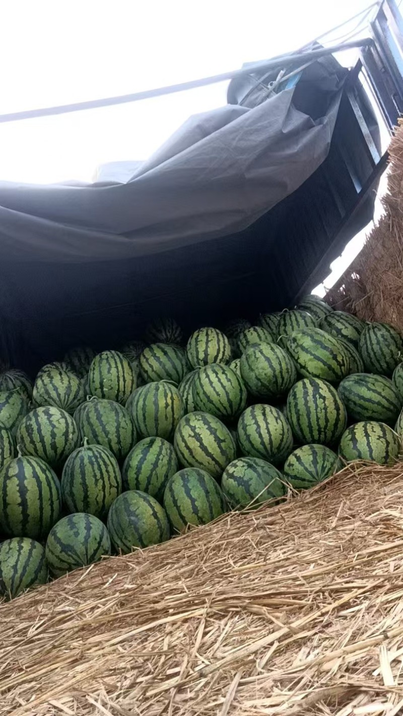 甜王西瓜保定西瓜衡水西瓜产地批发，大量供货欢迎采购