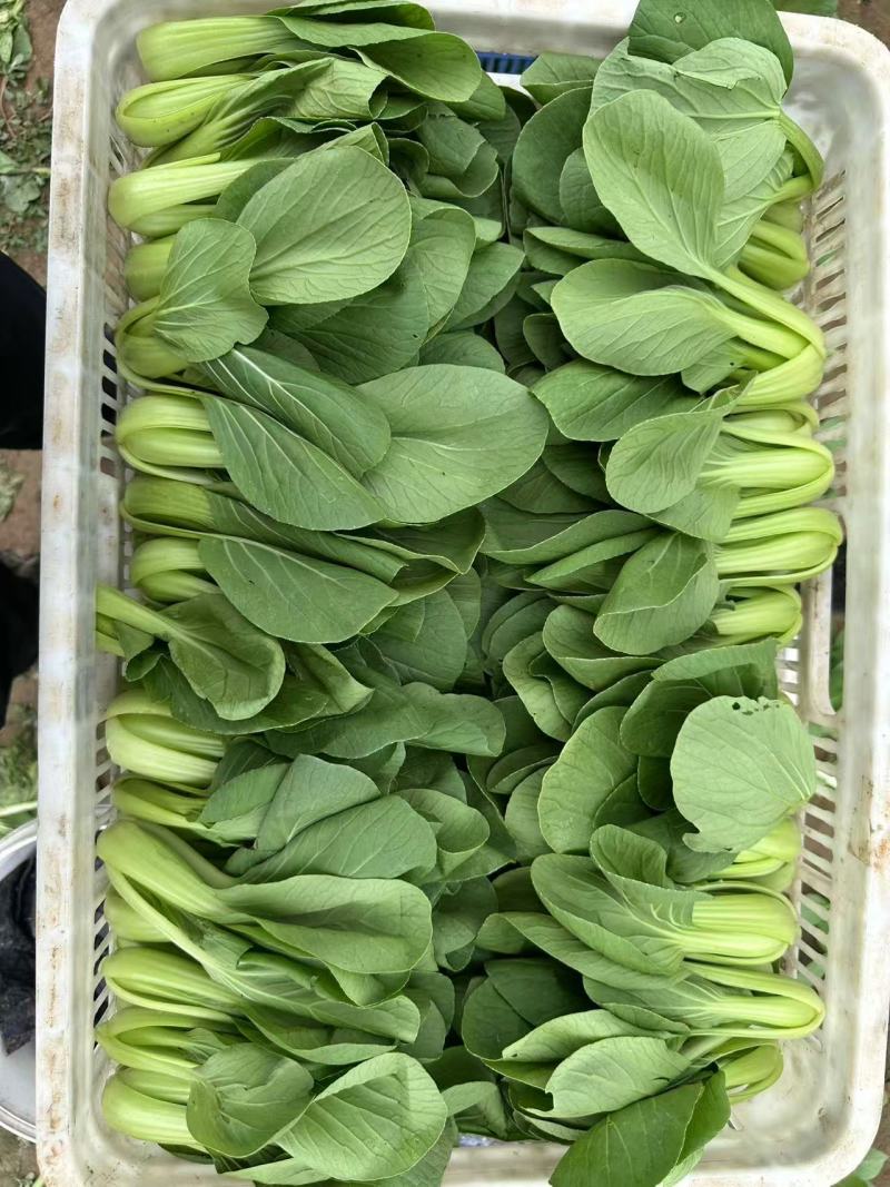 山东精品小油菜/上海青价格便宜货源充足诚信经营