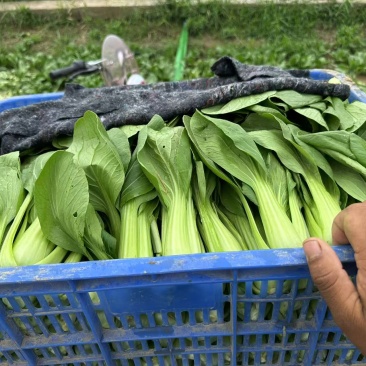 山东精品小油菜/上海青价格便宜货源充足诚信经营