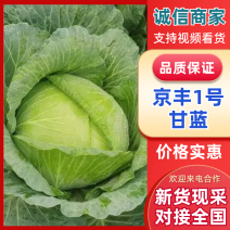 京丰一号甘蓝大量上市山东产地直发质量保证货源充足