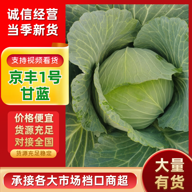 【甘蓝】山东产地直供质量保证一手货源量大优惠欢迎订购