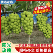 （推荐）河南阳光玫瑰新鲜上市产地直供欢迎来电洽谈