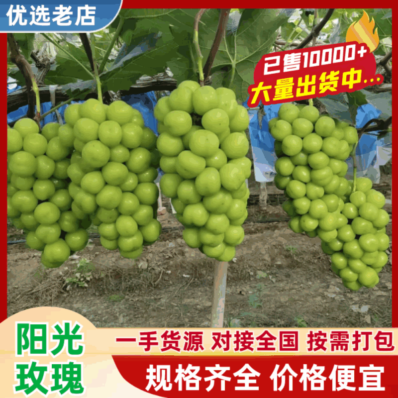 （推荐）河南阳光玫瑰新鲜上市产地直供欢迎来电洽谈