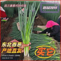 四季小香葱产地常年供应中规格齐全品质好欢迎来电咨询订购