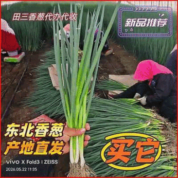 长春四季小葱常年供应中对接市场档口商超规格齐全价格公道