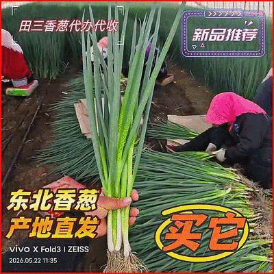 吉林香葱大量供应中，规格齐全品质好量大从优欢迎来电咨询