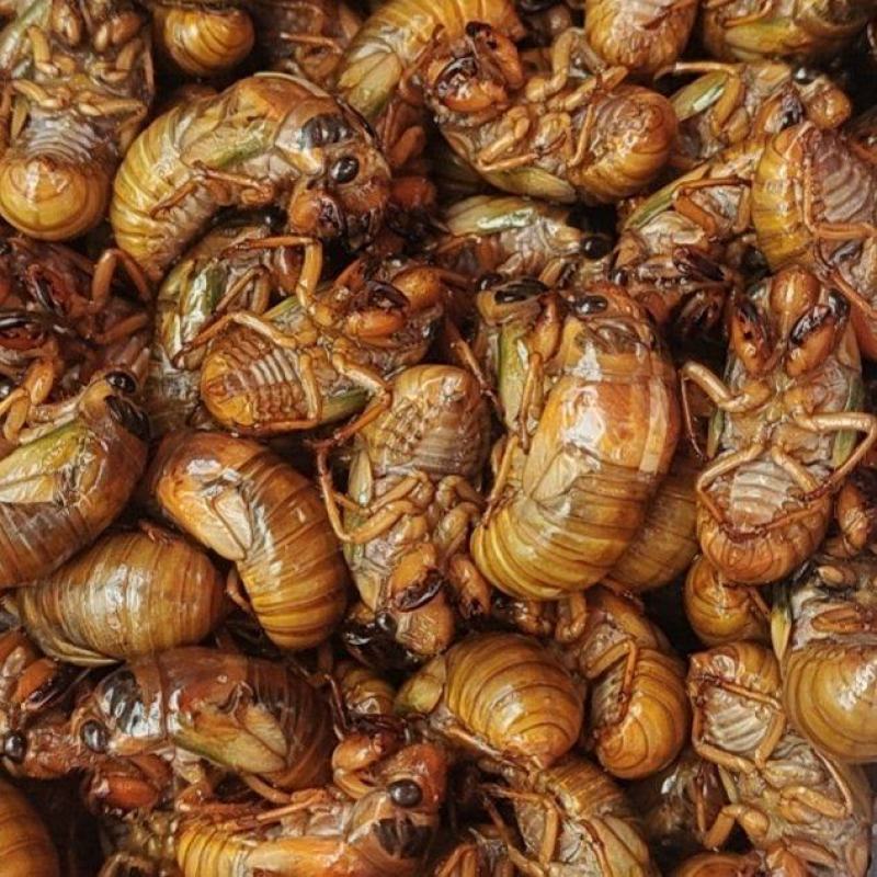 新鲜活体金蝉大量有货全国发货可视频看货接受预定
