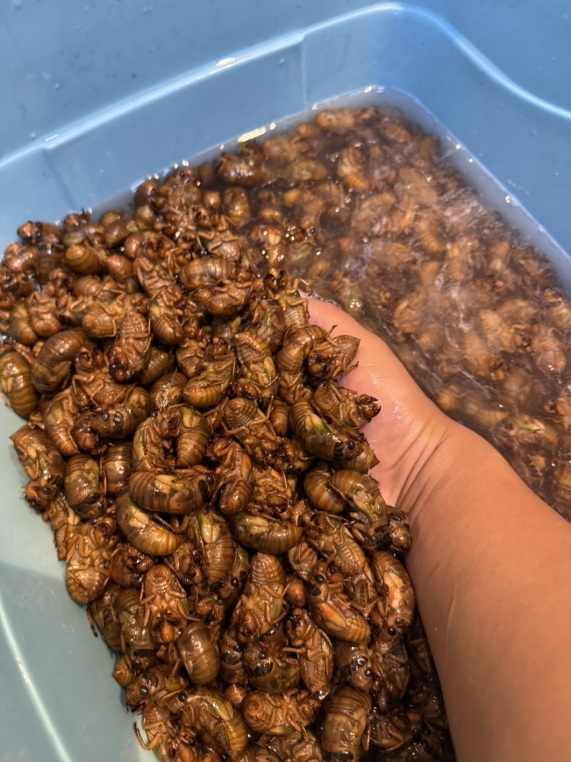 新鲜活体金蝉大量有货全国发货可视频看货接受预定