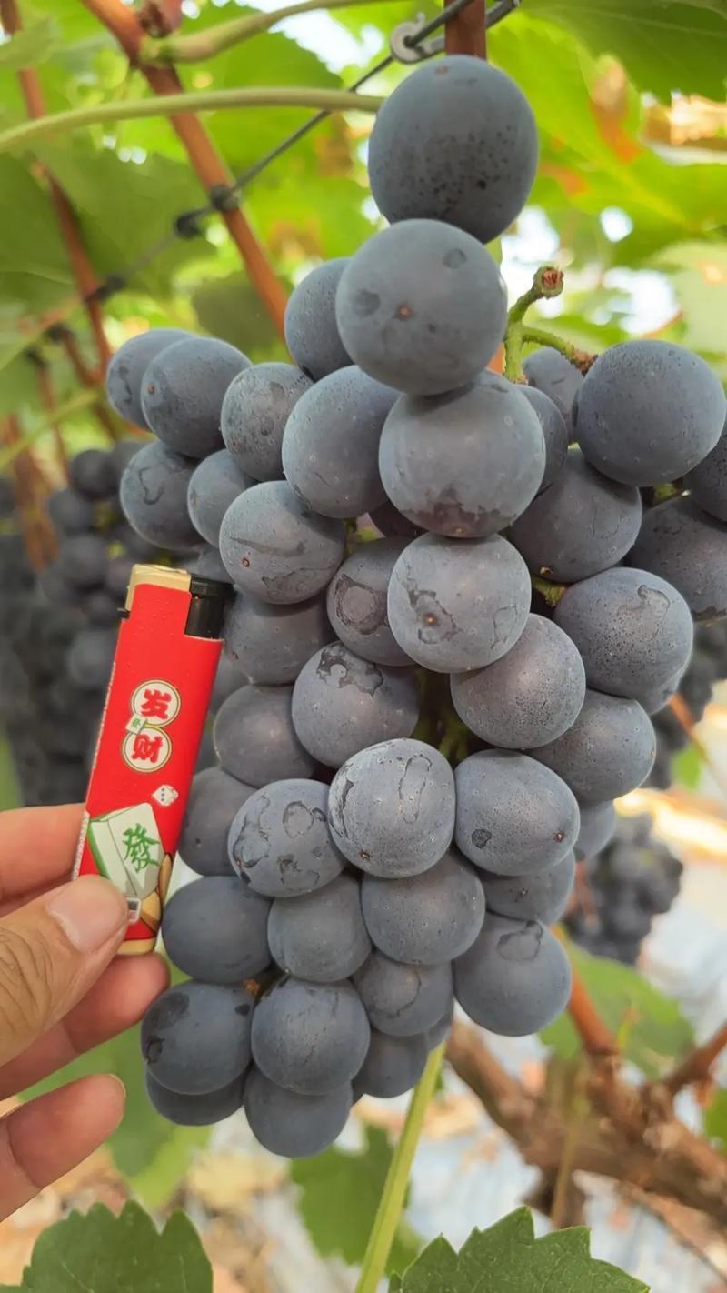 山东葡萄精品夏黑葡萄全国发货保质保量可视频看货