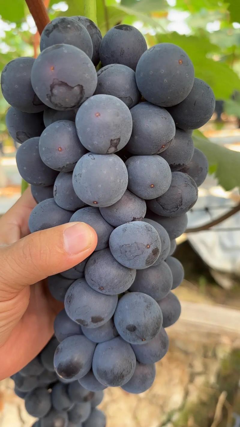 山东葡萄精品夏黑葡萄全国发货保质保量可视频看货