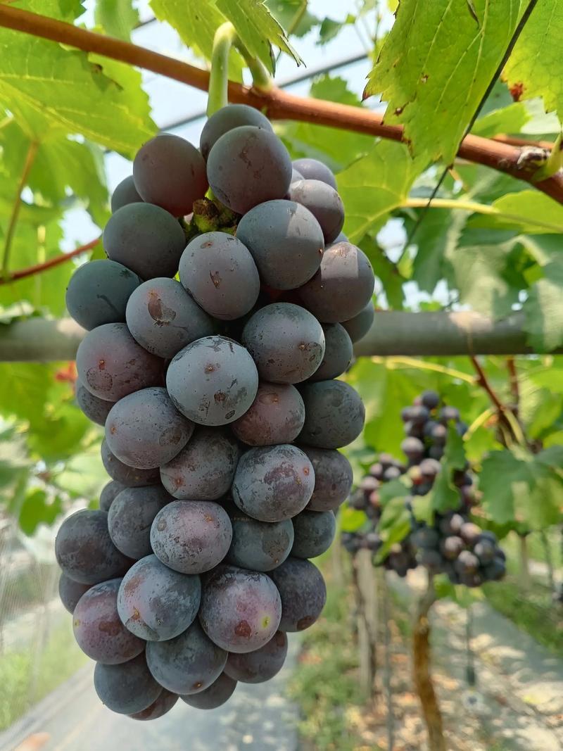 山东葡萄精品夏黑葡萄全国发货保质保量可视频看货