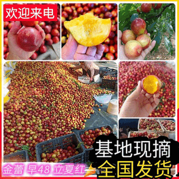 金蕾油桃/早48油桃/立夏红/特早蜜【产地批发/走货中】