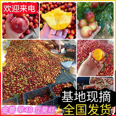 金蕾油桃/早48油桃/立夏红/特早蜜【产地批发/走货中】