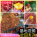 金蕾油桃/早48油桃/立夏红/特早蜜【产地批发/走货中】