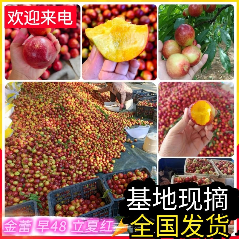 金蕾油桃/早48油桃/立夏红/特早蜜【产地批发/走货中】