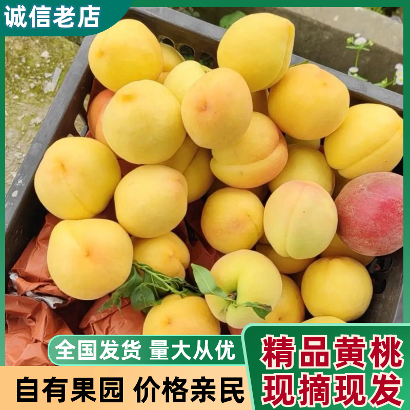湖北『黄金蜜一号』湖北随县产地/现摘现发/可全国发货