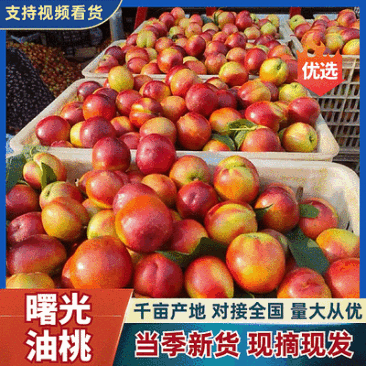 【曙光油桃】湖北随县产地/现摘现发/规格齐全/可代发全国