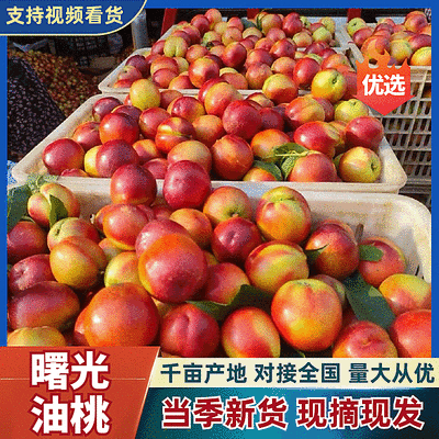 【曙光油桃】湖北随县产地/现摘现发/规格齐全/可代发全国