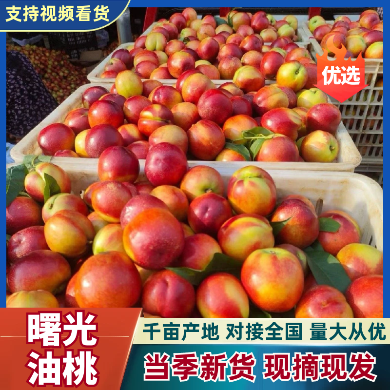 【曙光油桃】湖北随县产地/现摘现发/规格齐全/可代发全国