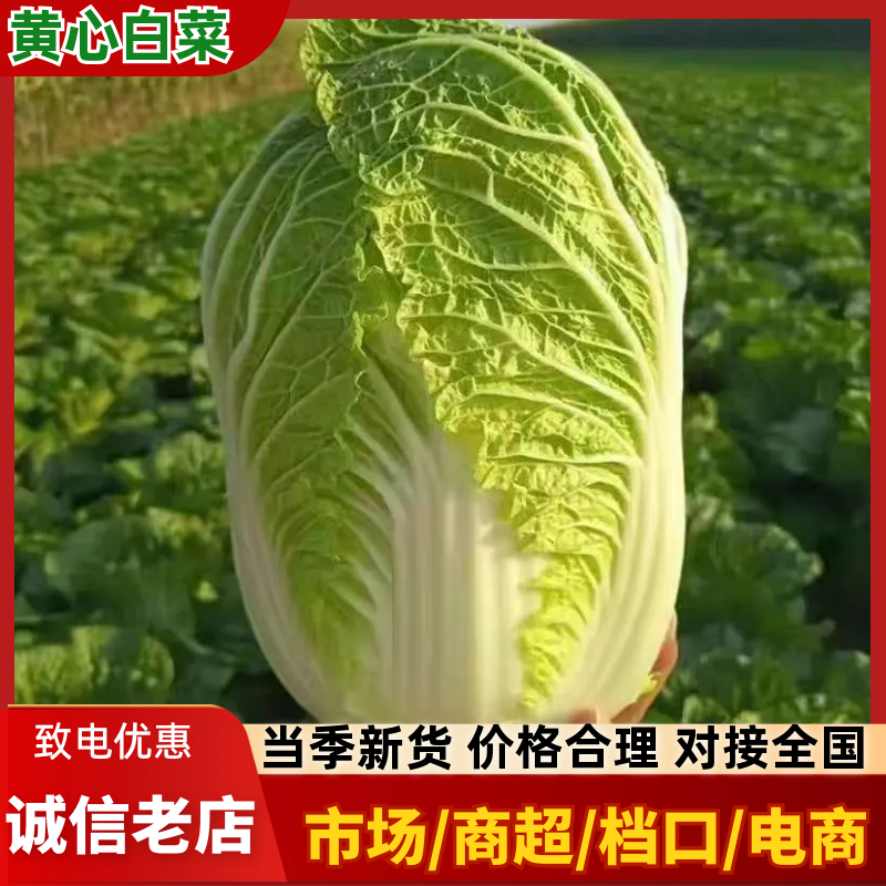 湖北黄心大白菜基地直发对接商超团购电商一条龙服务
