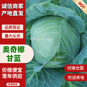 湖北奥奇娜甘蓝大量上市品种齐全对接商超团购电商一条龙