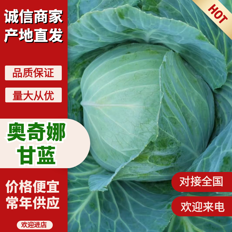 湖北奥奇娜甘蓝大量上市品种齐全对接商超团购电商一条龙