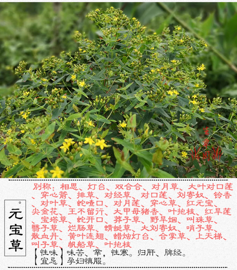 元宝草对月草对经草中药材中草药原料批发