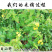 元宝草对月草对经草中药材中草药原料批发