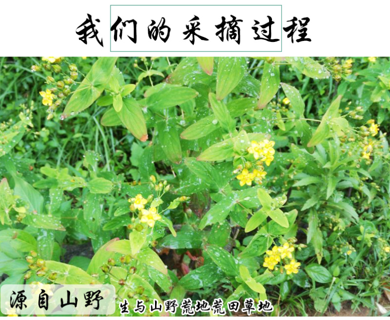 元宝草对月草对经草中药材中草药原料批发