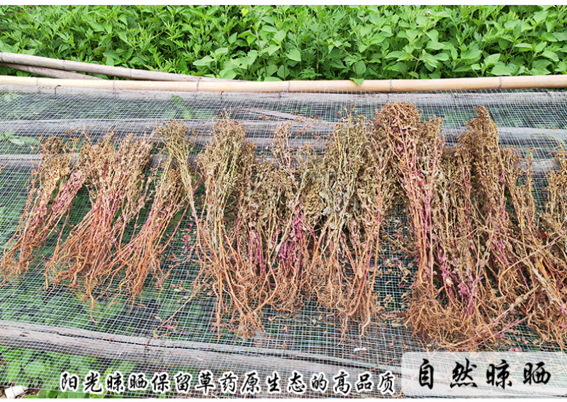 元宝草对月草对经草中药材中草药原料批发