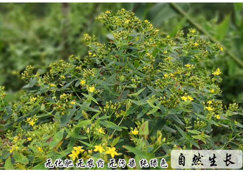 元宝草对月草对经草中药材中草药原料批发