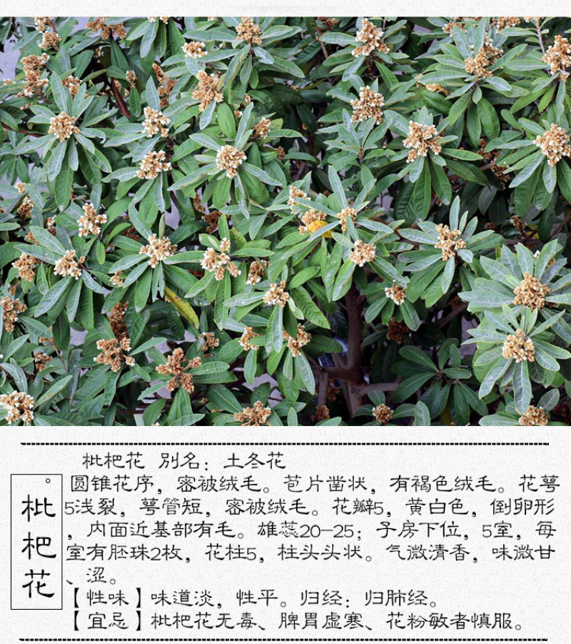 枇杷花中药材中草药原料批发