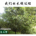 枇杷花中药材中草药原料批发