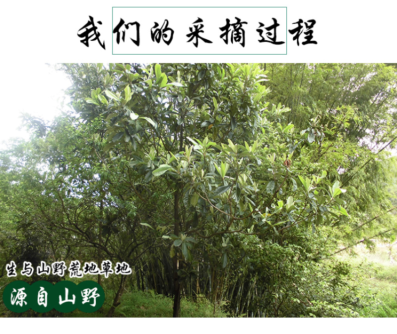 枇杷花中药材中草药原料批发