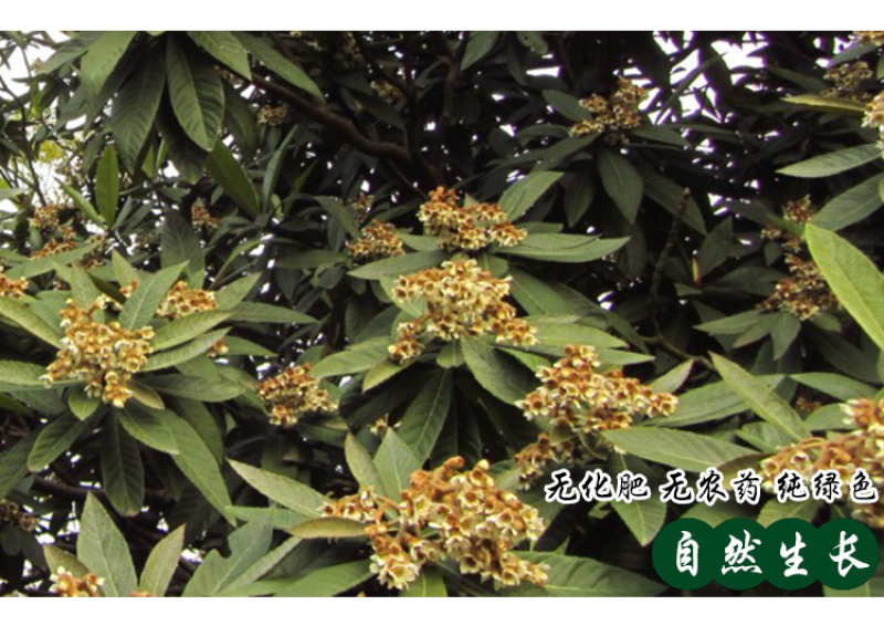 枇杷花中药材中草药原料批发