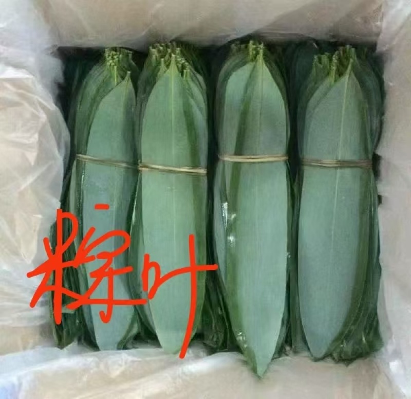 鲜粽叶新鲜现摘粽叶8公分起基地直供量大从优品质保证