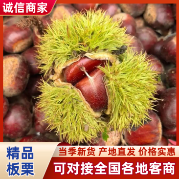 大板板栗,精品板栗，大量新鲜现货速发保质保量欢迎选购