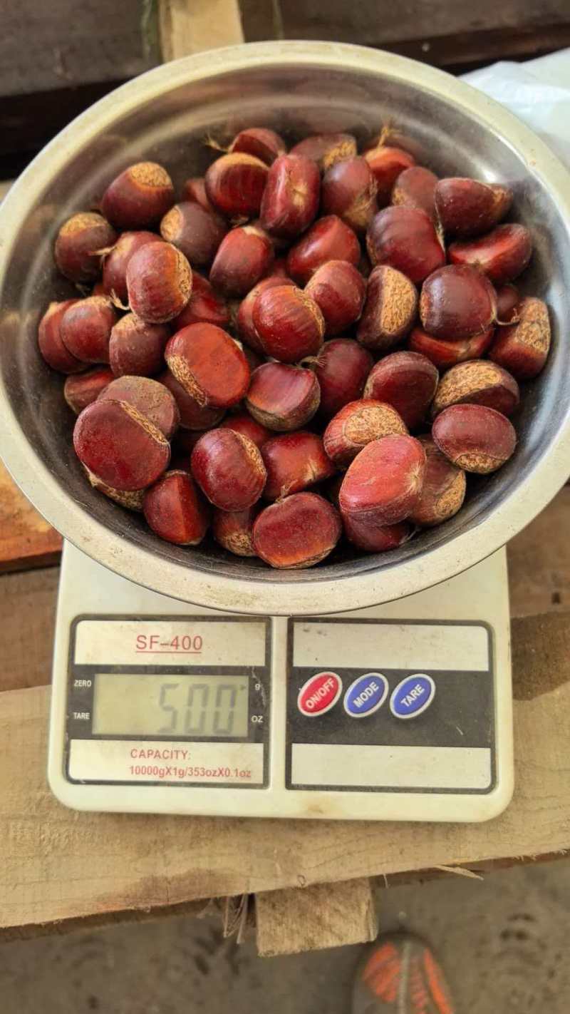 大板板栗,精品板栗，大量新鲜现货速发保质保量欢迎选购