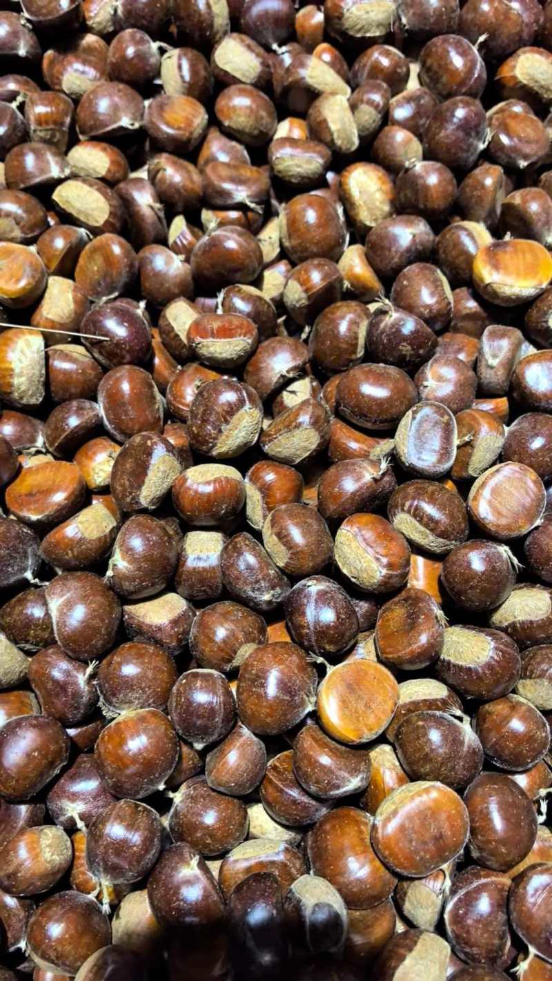 大板板栗,精品板栗，大量新鲜现货速发保质保量欢迎选购