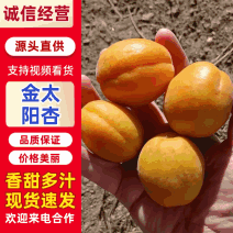 金太阳，丰源红杏，大量供应，酸甜可口，欢迎大家选购
