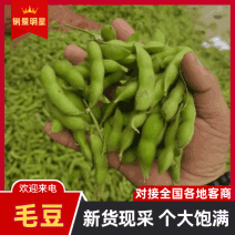 安徽毛豆翠绿宝毛豆鲜菜毛豆电商货产地直供市场全国发货