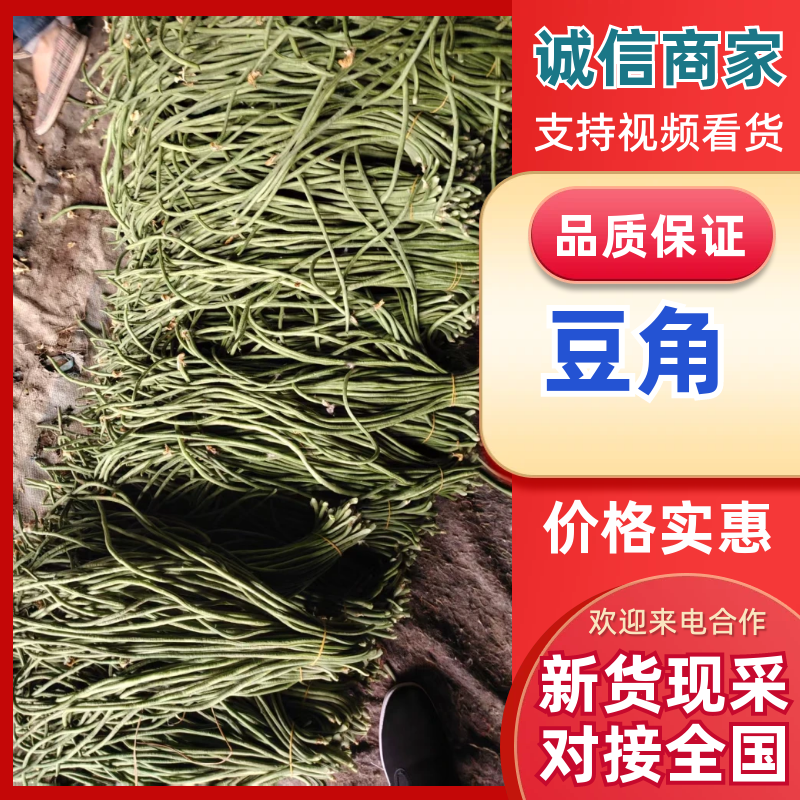 豆角品质保证服务周到产地直发价格美丽欢迎联系咨询