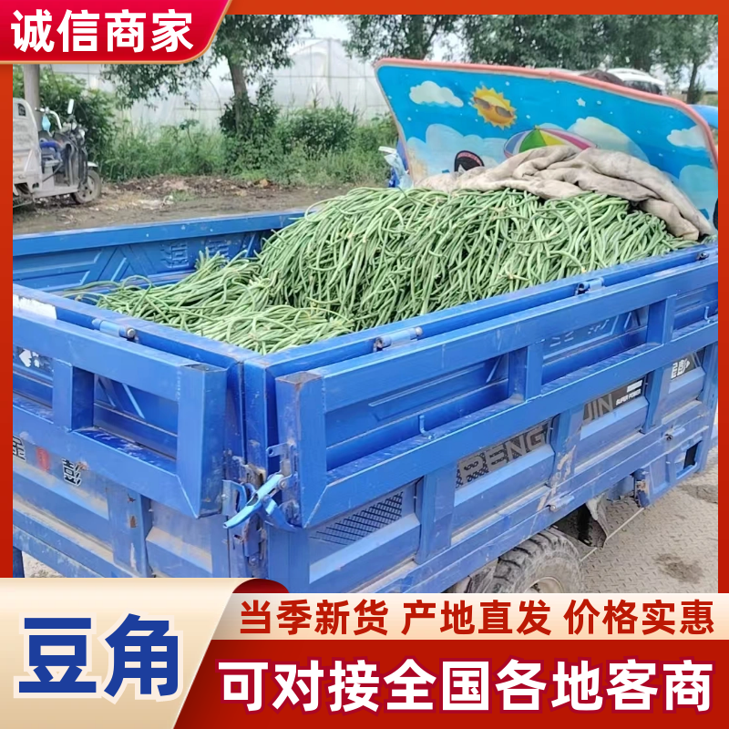 豆角品质保证服务周到产地直发价格美丽欢迎联系咨询