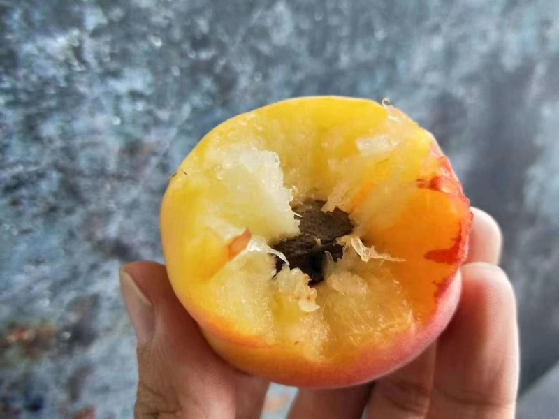 【太平红杏】杏陕西精品红杏大量上市货源充足