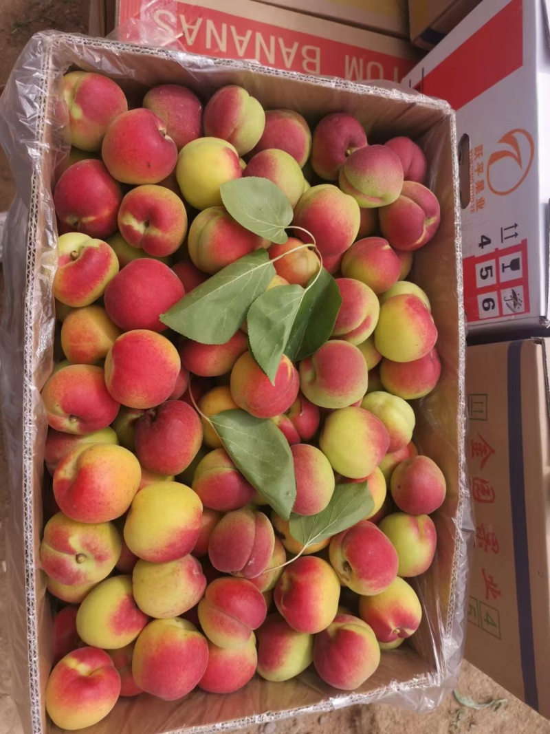 【太平红杏】杏陕西精品红杏大量上市货源充足