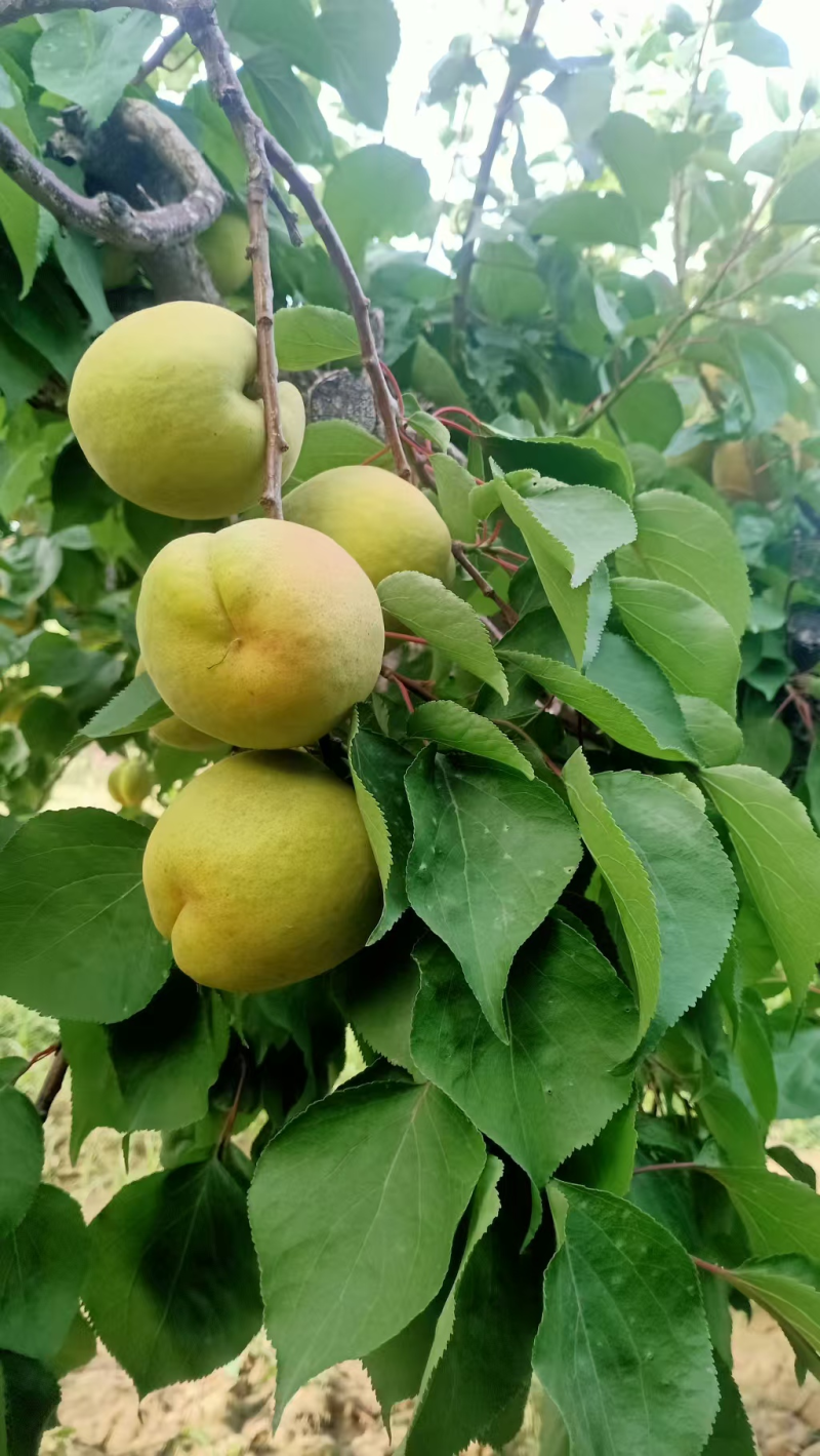 【凯特杏】陕西精品凯特杏大量上市各种杏规格齐全