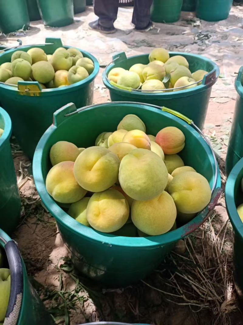 【凯特杏】陕西精品凯特杏大量上市各种杏规格齐全