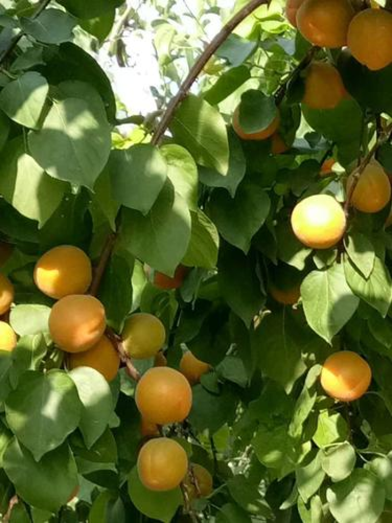 【凯特杏】陕西精品凯特杏大量上市各种杏规格齐全