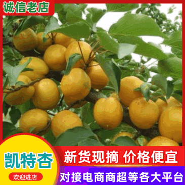 【凯特杏】陕西精品凯特杏大量上市各种杏规格齐全